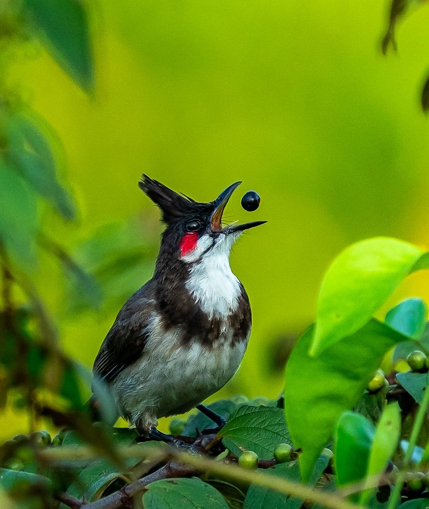 red whiskered bulbul with his berry snack!