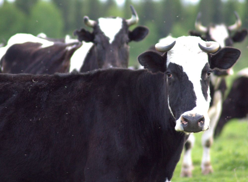 Photograph by Екатерина Филина