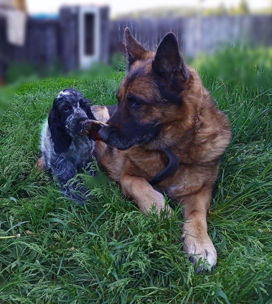 Фотография автора Елена Ермакова