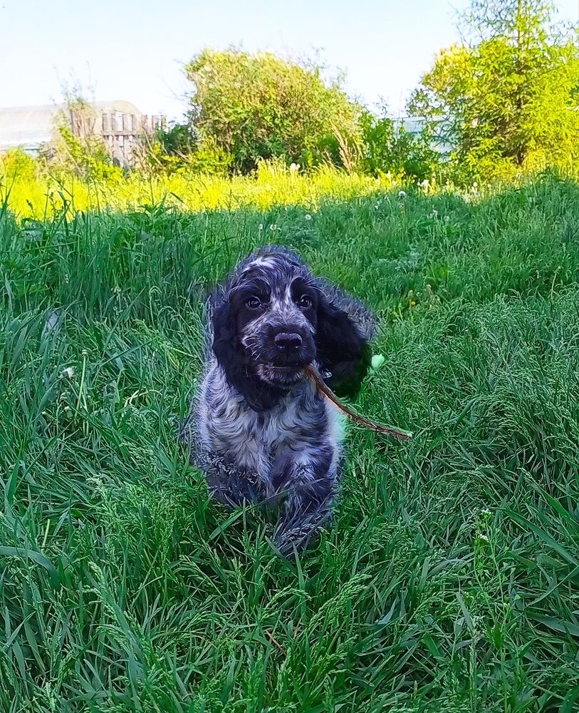 Фотография автора Елена Ермакова