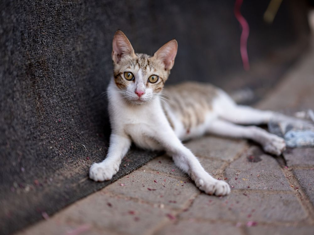 Фотография автора Abie Davie[