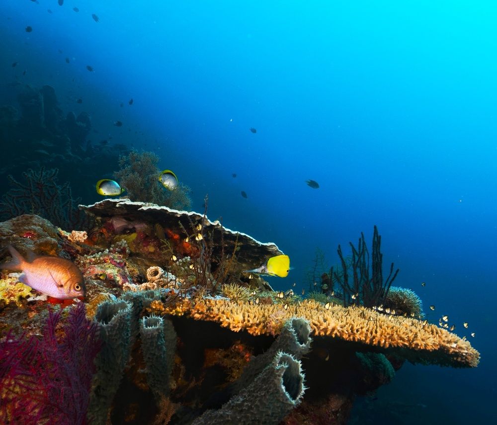 Photograph by Sutiyono Sutiyono