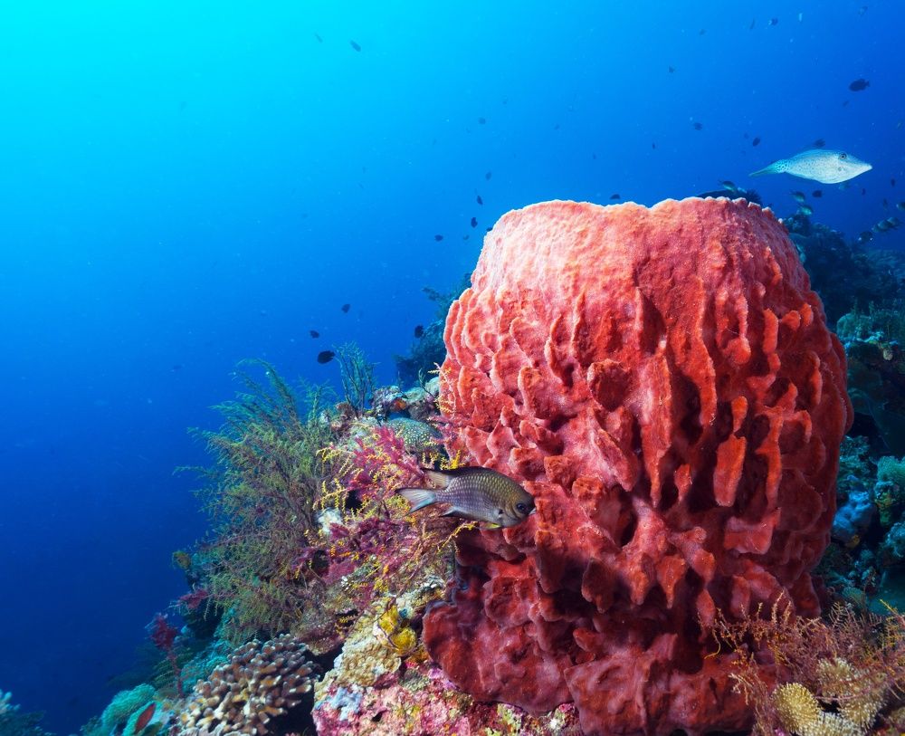 Photograph by Sutiyono Sutiyono