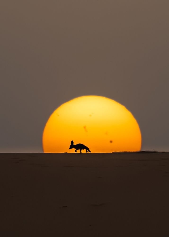 Searching for dinner