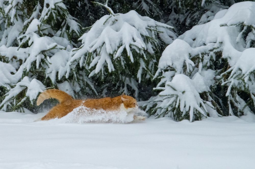 Photograph by Пупонин Сергей