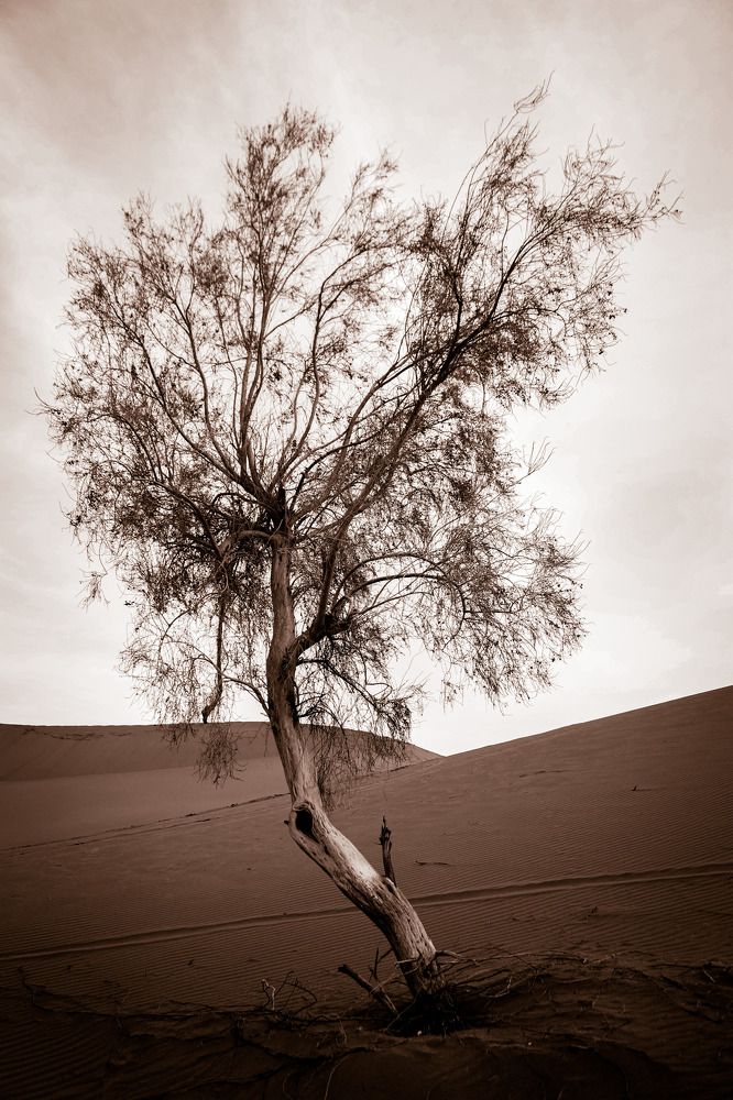 Photograph by asma dafeian