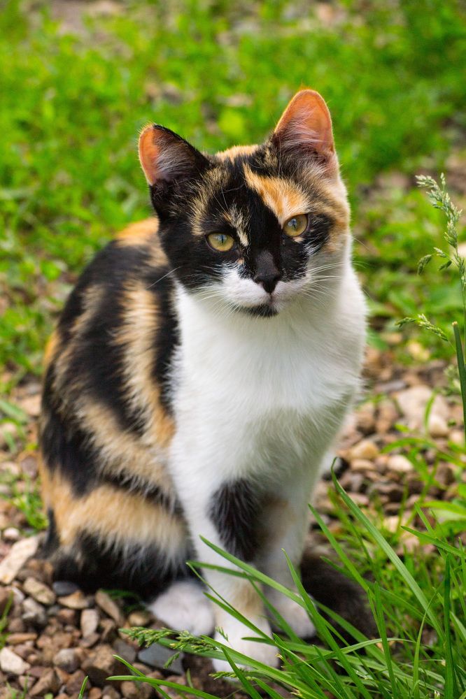 Фотография автора Геннадий Коробов