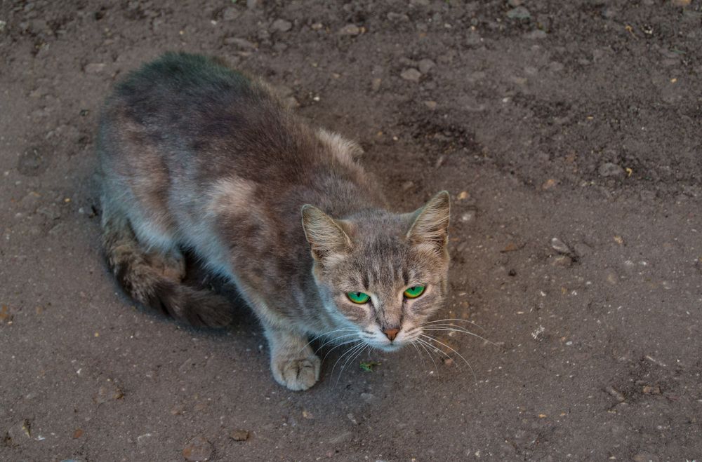 Фотография автора Геннадий Коробов
