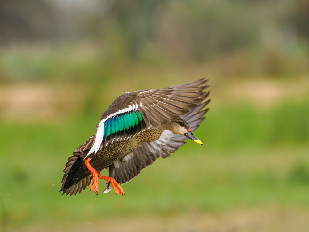 Indian spot billed duck