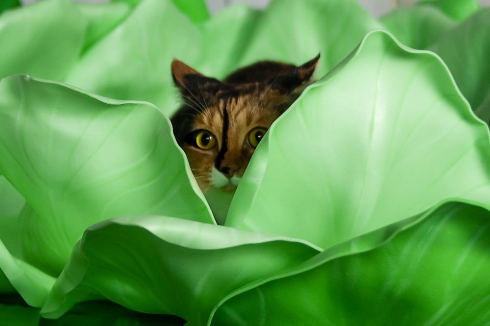 Photograph by Елена Горева