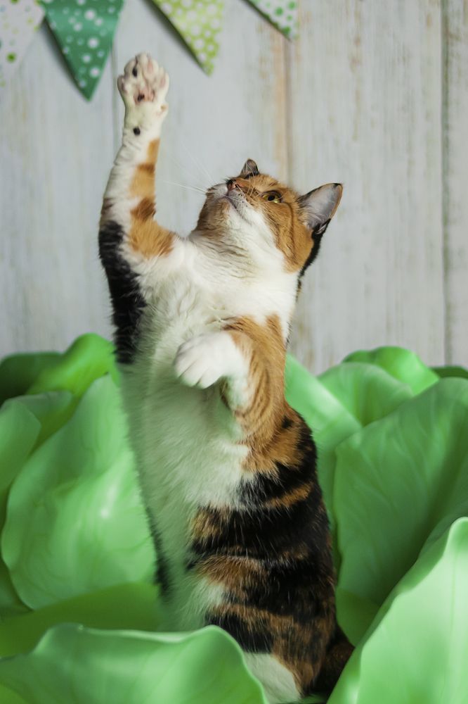 Photograph by Елена Горева