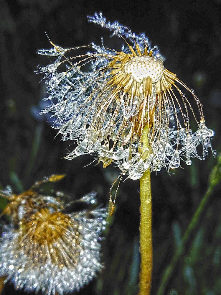 Ночная жизнь одуванчиков...