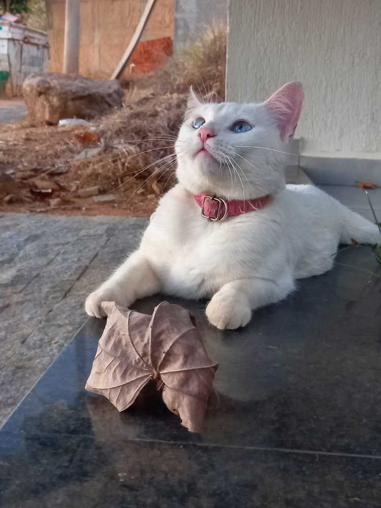 Фотография автора Silvia Tereza Ferrante de Lima