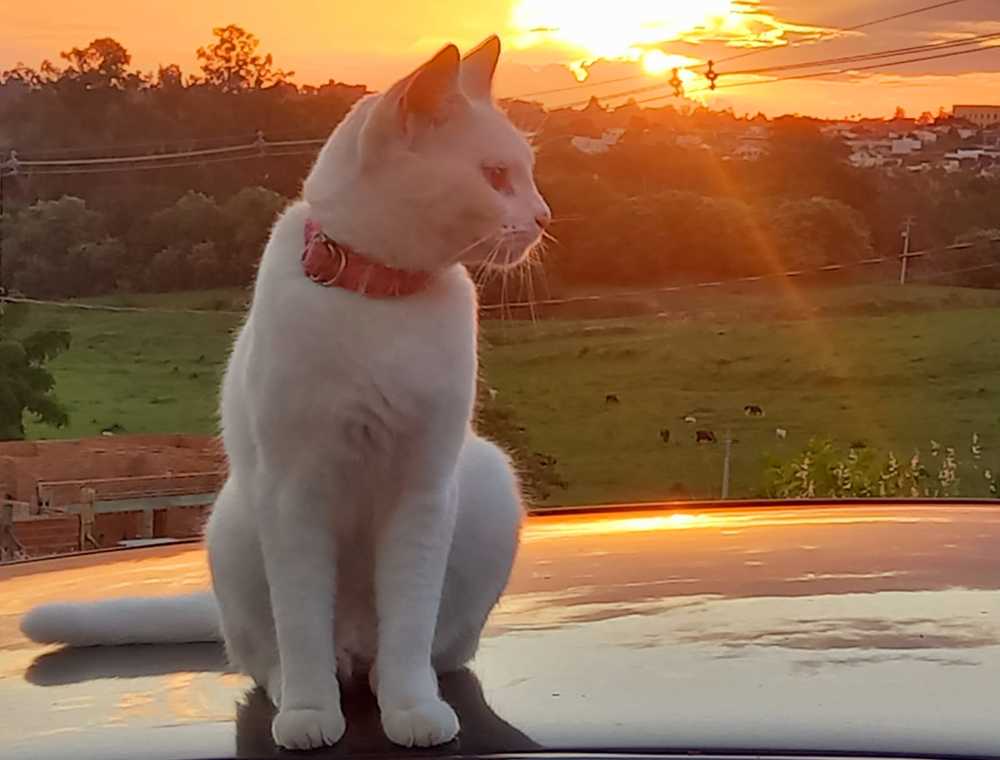 Фотография автора Silvia Tereza Ferrante de Lima