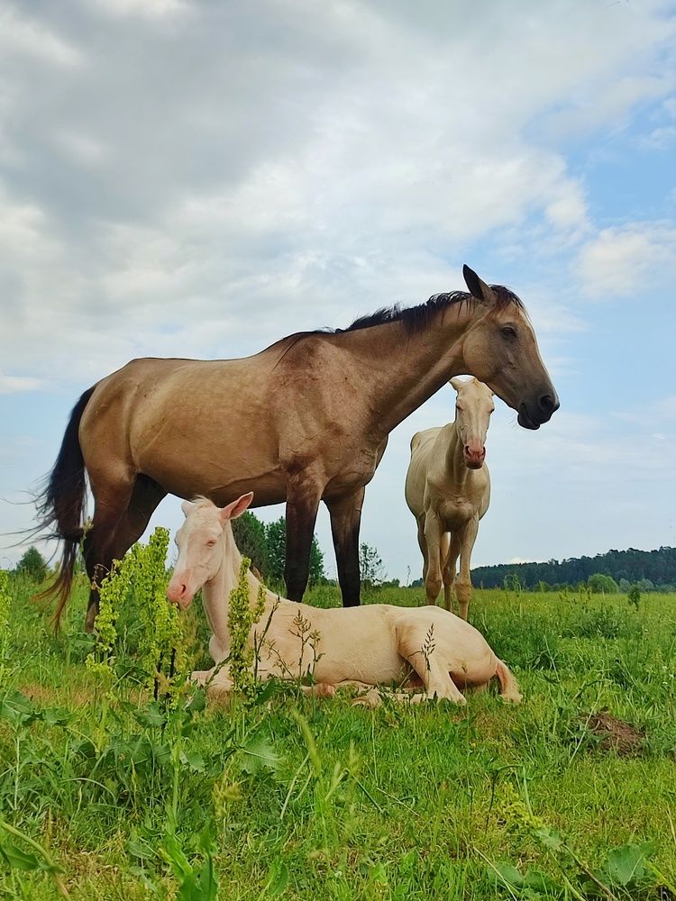 Photograph by Лолита Богачева