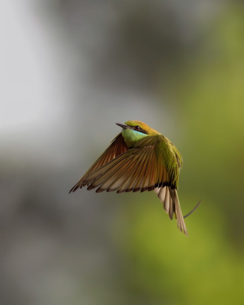 Asian Greem Bee-Eater