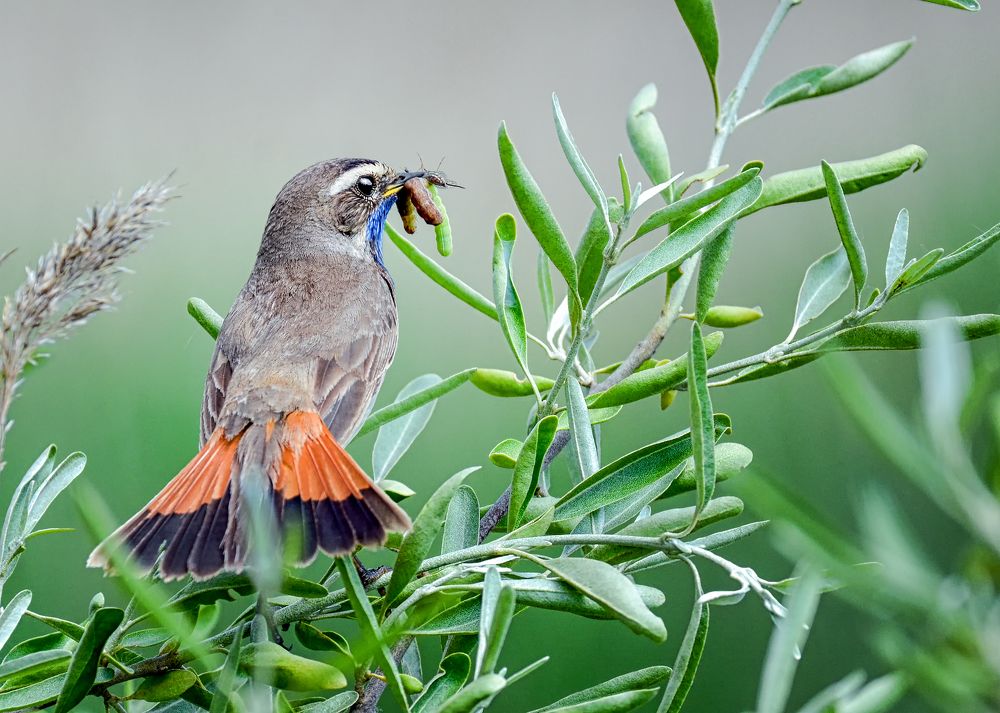 Варакушка (лат. Luscinia svecica)