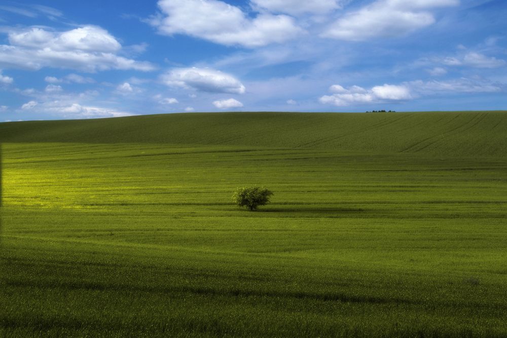 Фотография автора Shahram Hafezi