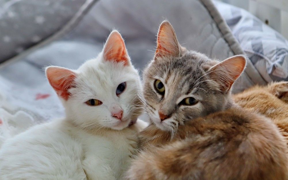 Фотография автора Илья Китаев