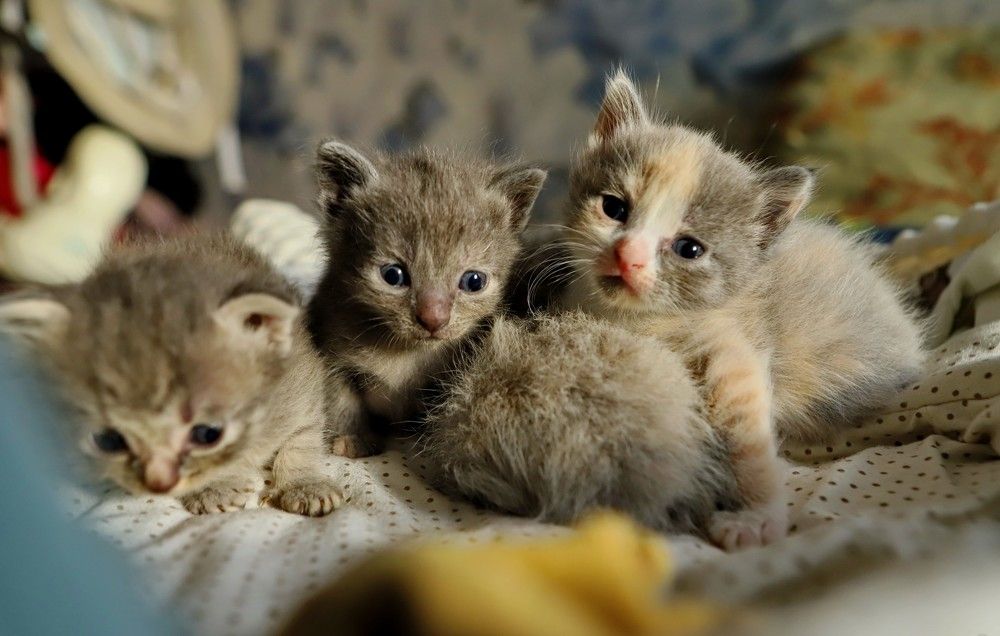 Фотография автора Илья Китаев