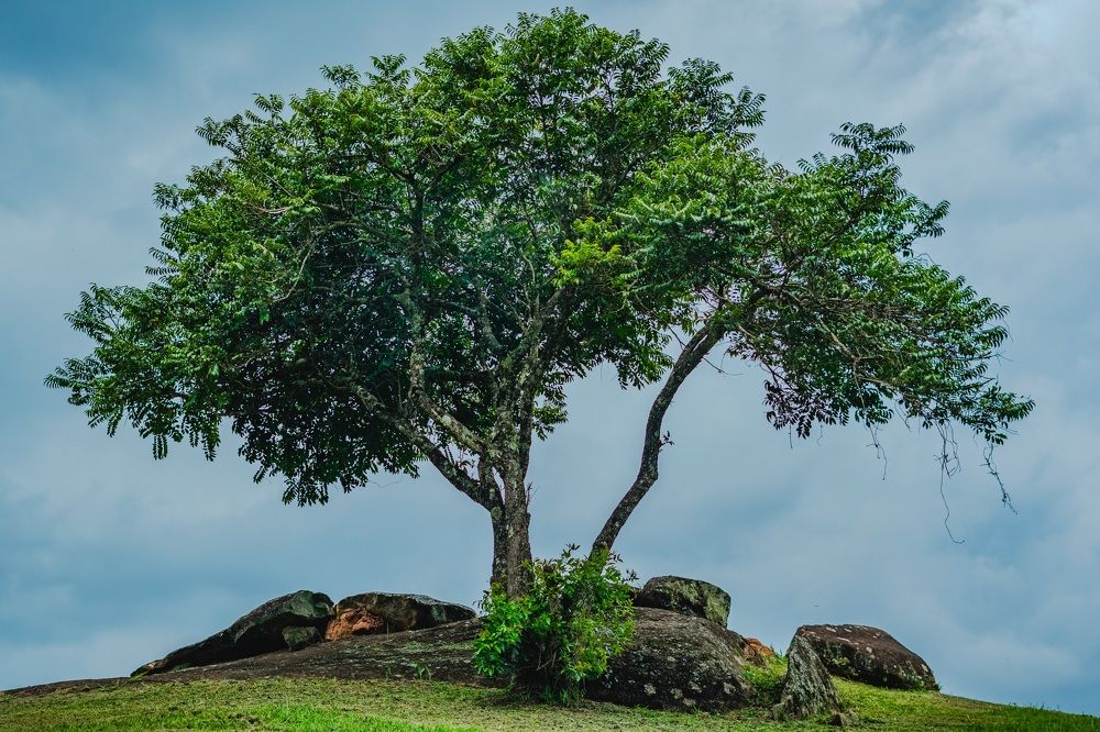 Фотография автора Antonio Etevaldo Rodrigues Junior