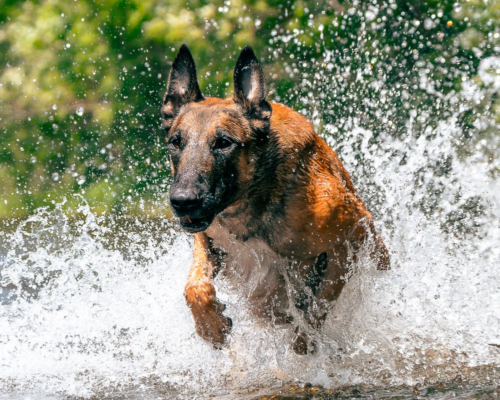 Бесстрашный