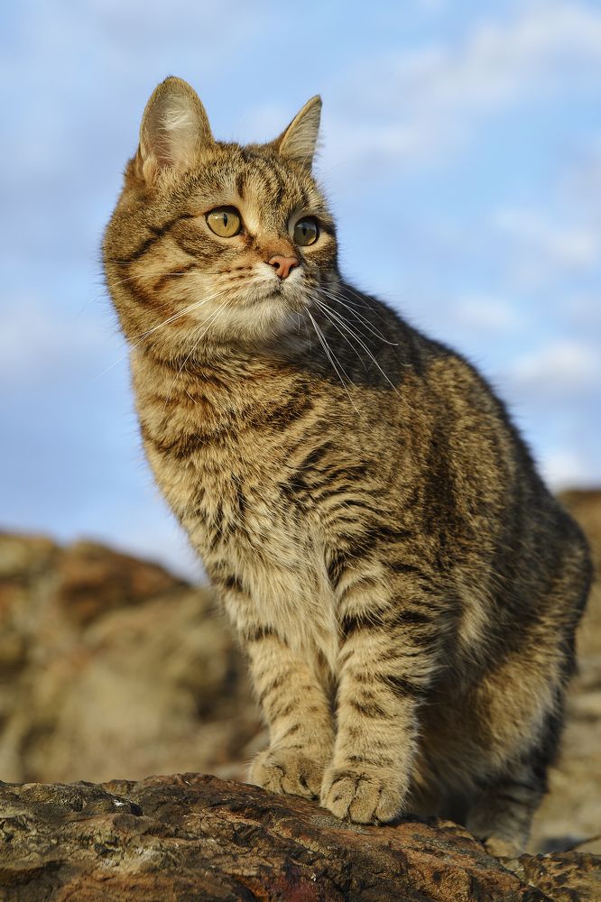 Photograph by Андрей Городецкий