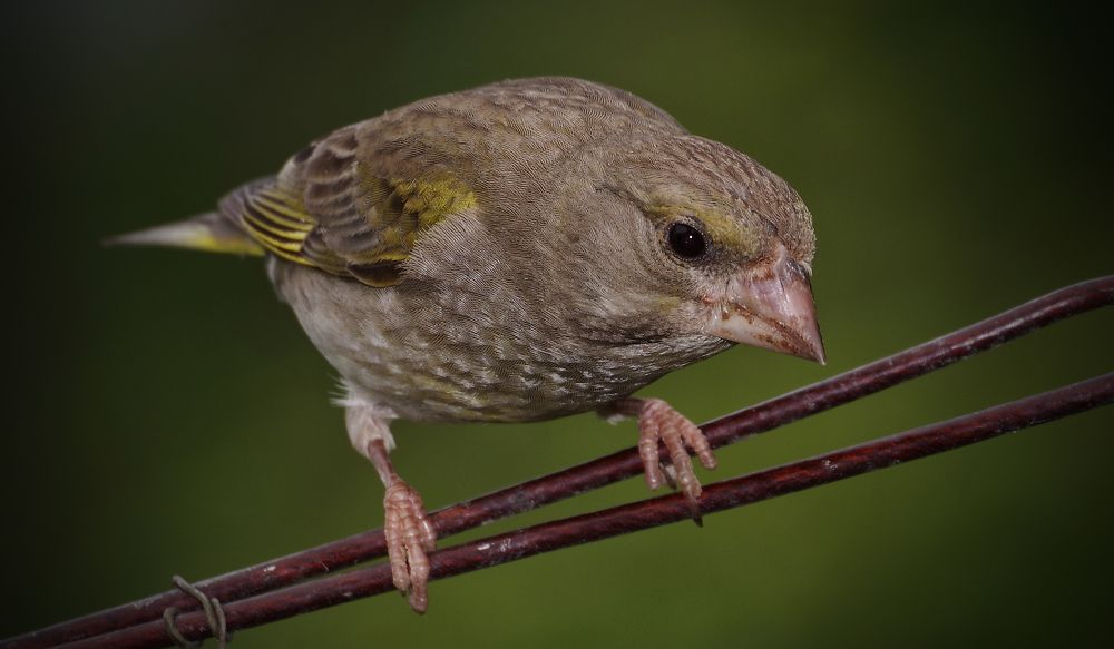 Фотография автора Сергей Гречихин