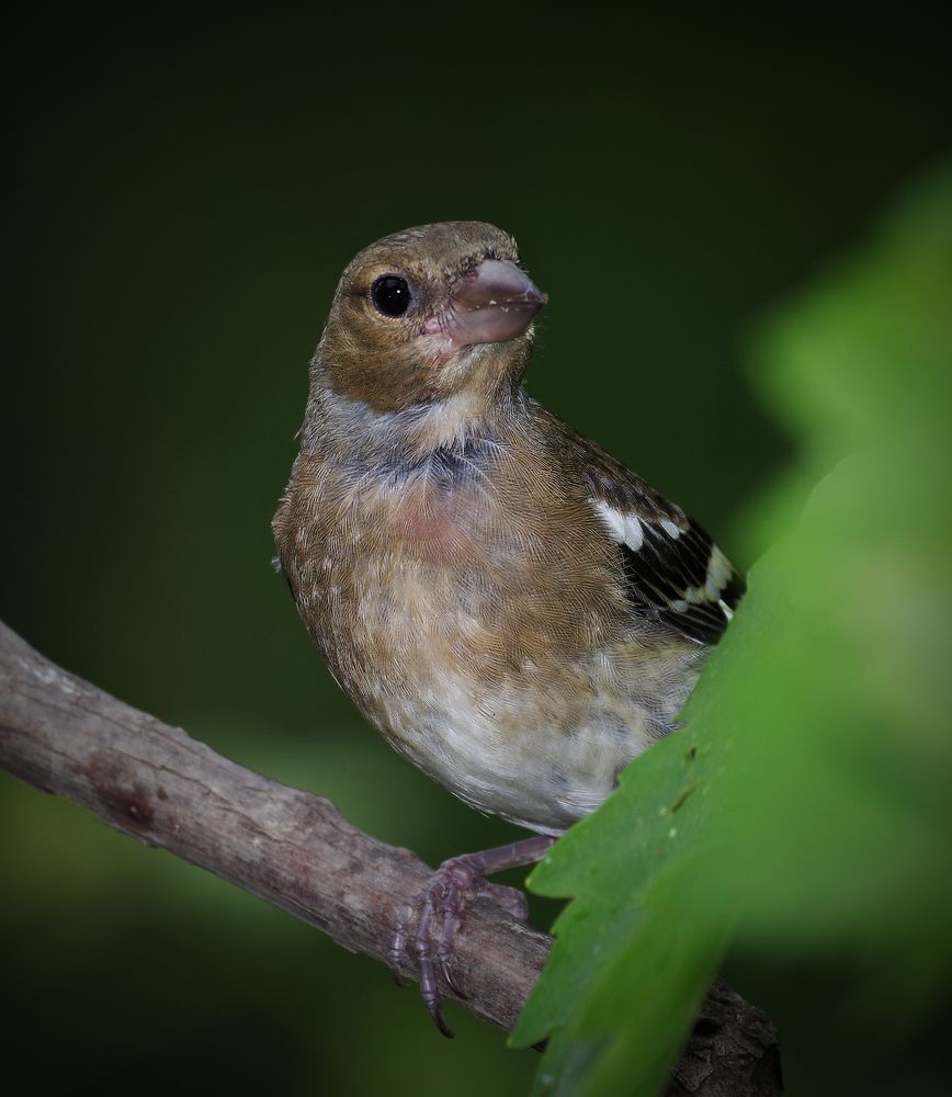 Фотография автора Сергей Гречихин