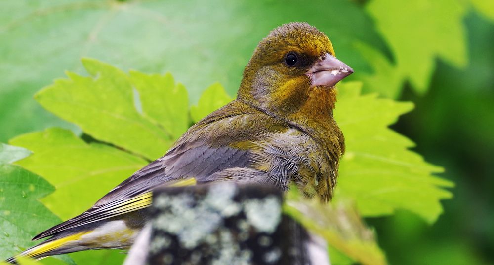 Фотография автора Сергей Гречихин