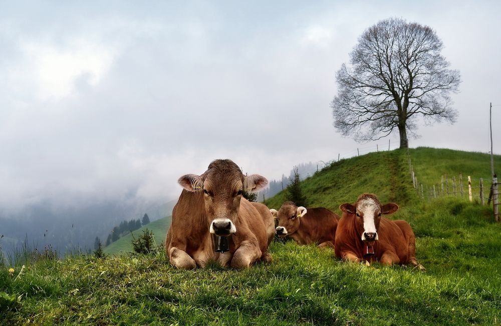 Photograph by Wymann Elena