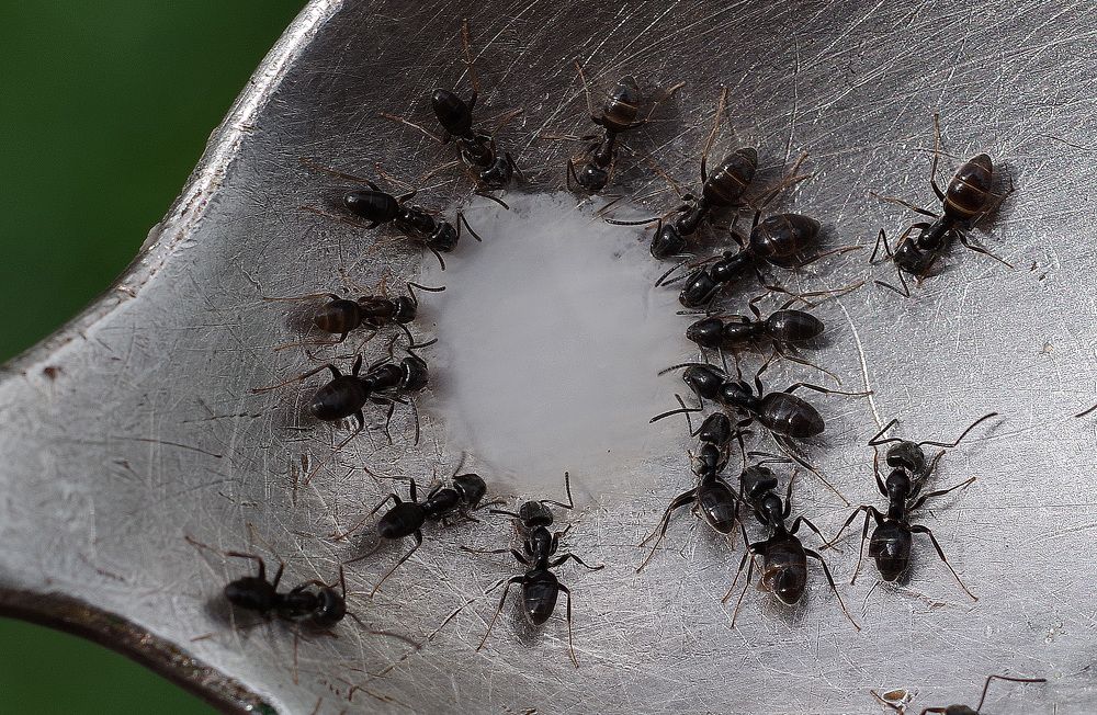 Фотография автора Сергей Гречихин