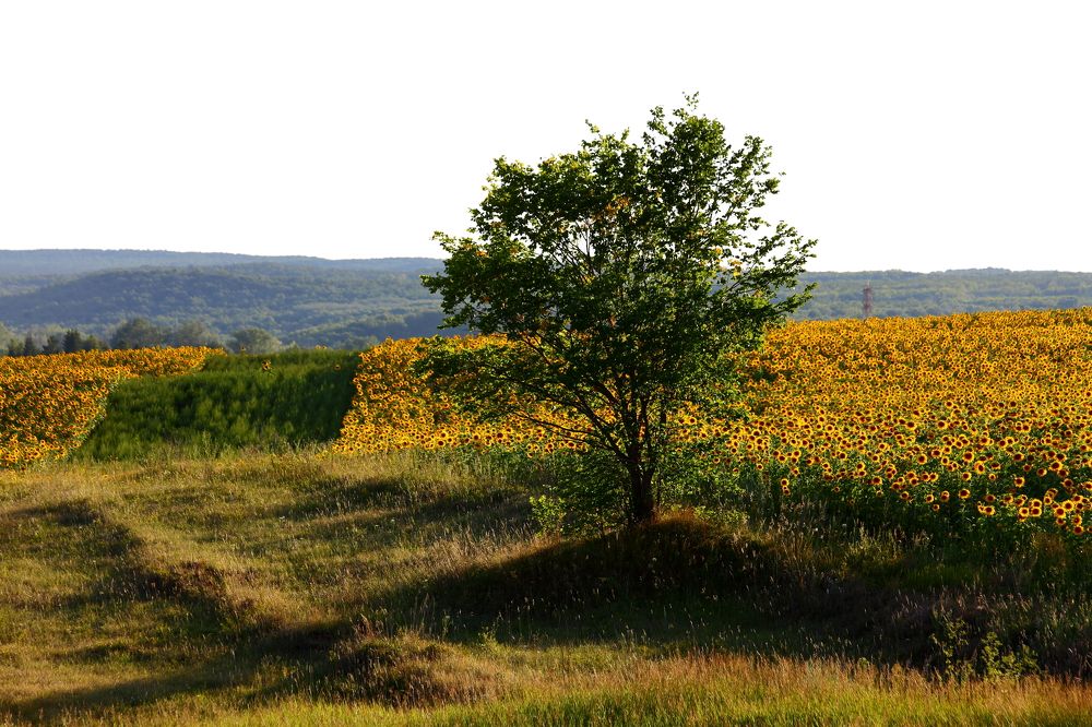 Photograph by Черный Роман