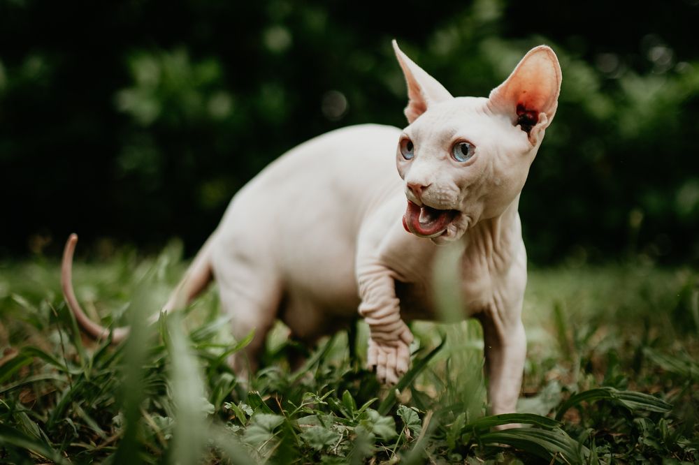 Photograph by Ned Stoyanov