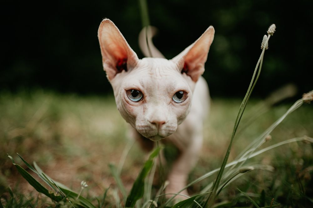 Photograph by Ned Stoyanov