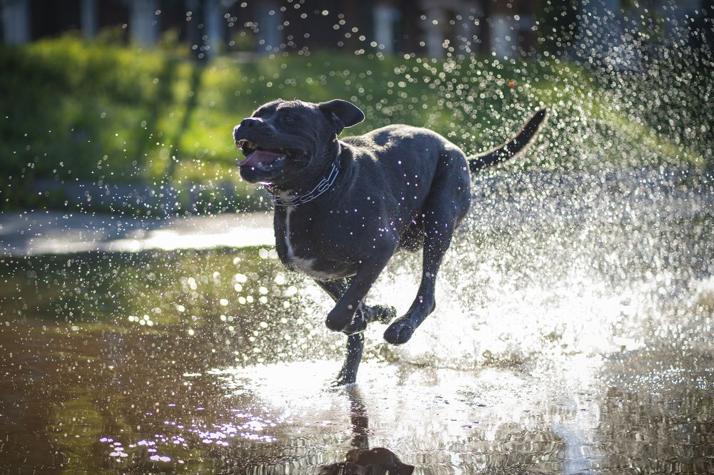 Photograph by Nikolay Nikolaev