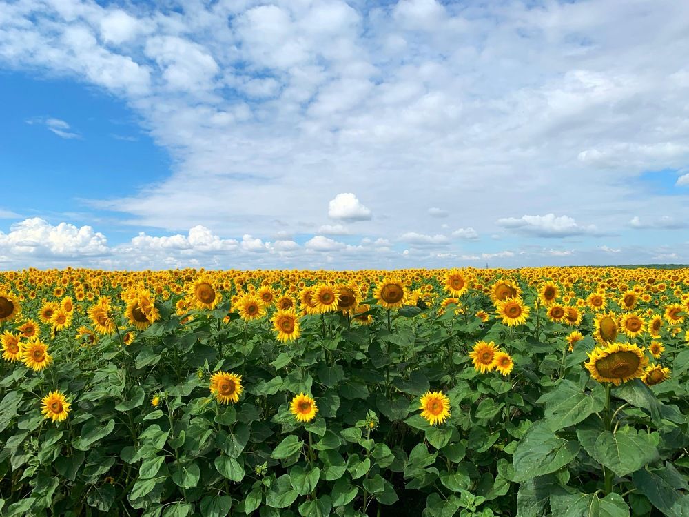 Photograph by Svetlana Rashidova