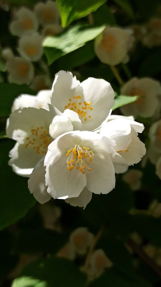 Photograph by Людмила Щуцкая