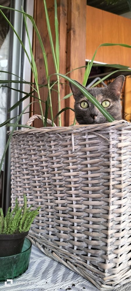 Photograph by Katiaponzini