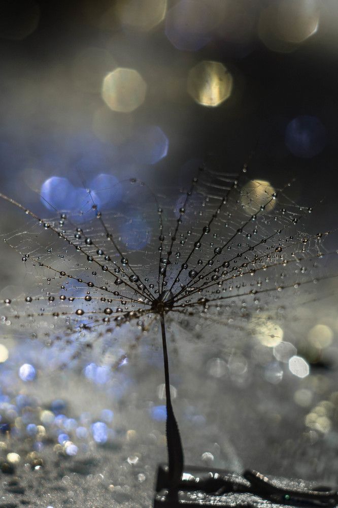 Photograph by Людмила Прибылова