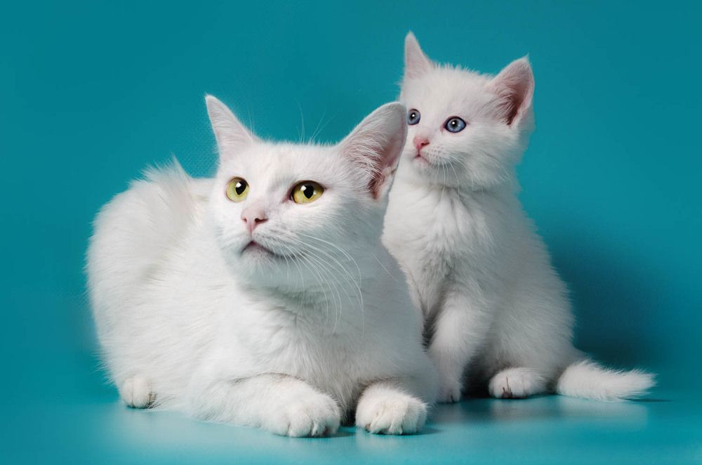 Фотография автора Гера Восьмая