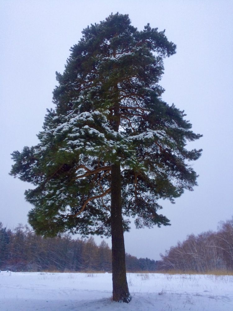 Photograph by Ирина