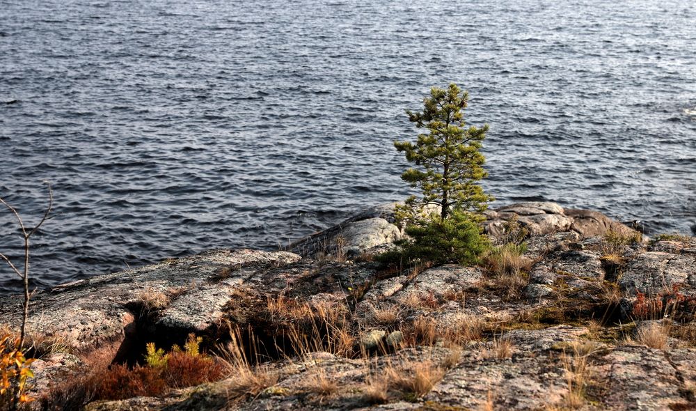 Photograph by елена