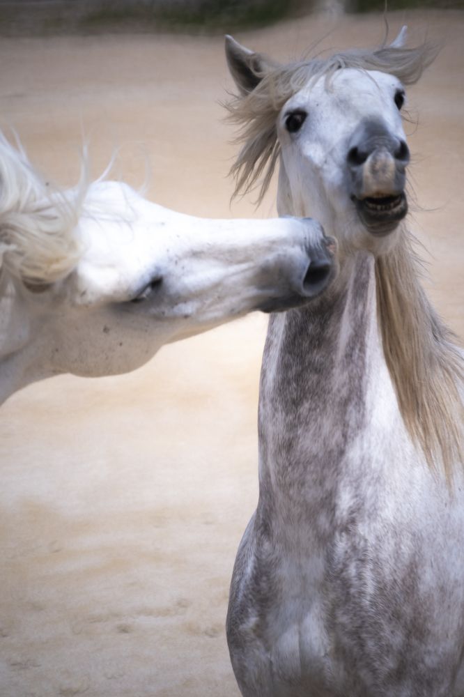 Photograph by Stephane Huybrechts