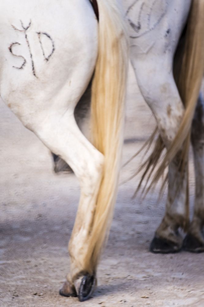 Le chevaux de Camargue
