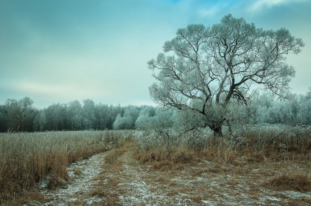 Одинокое дерево, предзимье