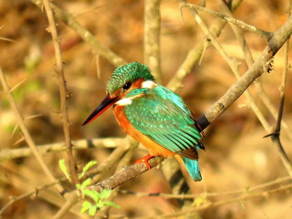 Patient kingfisher atop a tree
