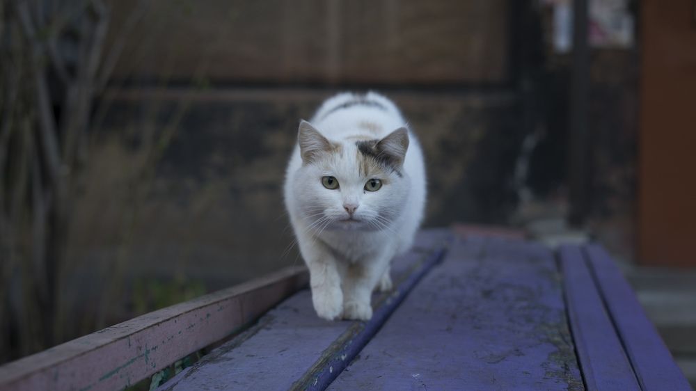 Photograph by Дмитрий Кочетков