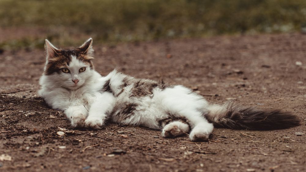 Photograph by Дмитрий Кочетков