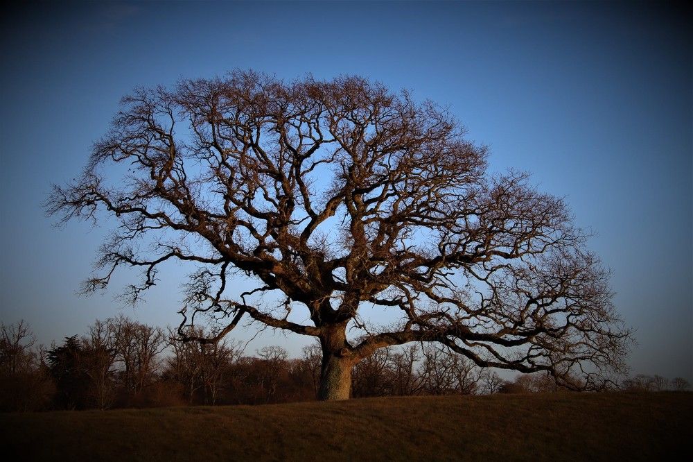 Photograph by Carol Taylor